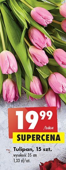 Biedronka Tulipany oferta