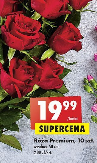 Biedronka Róże premium 50 cm oferta