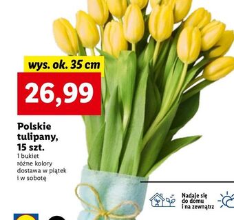 Lidl Tulipany 35 cm oferta