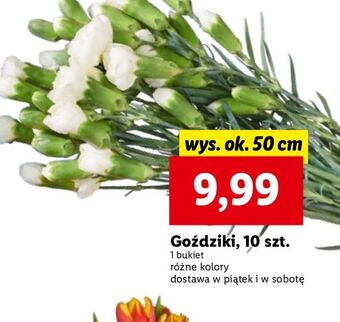 Lidl Goździki 50 cm oferta