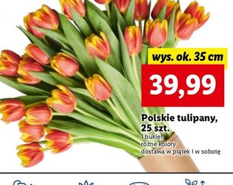 Lidl Tulipany 35 cm oferta