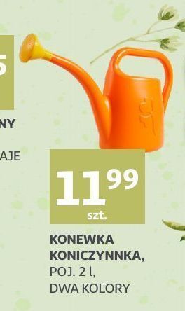 Auchan Konewka koniczyna oferta