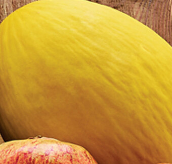 Biedronka Melon oferta
