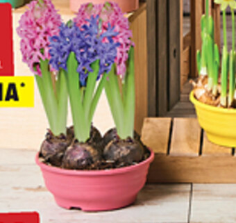 Biedronka Hiacynt oferta