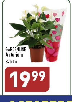 ALDI Anturium 12 cm garden line oferta