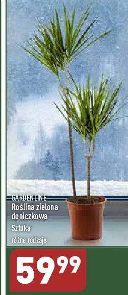 ALDI Roślina zielona garden line oferta