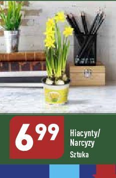 ALDI Hiacynt oferta