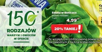 Netto Sałata w doniczce oferta
