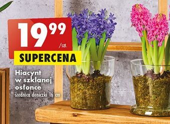 Biedronka Hiacynt w szklanej osłonce oferta