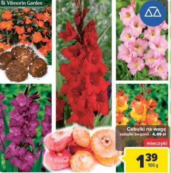 Carrefour Vilmorin Garden Cebulki na wagę 100g oferta
