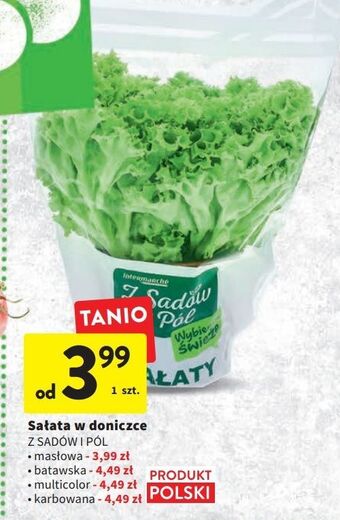 Intermarche Sałata masłowa z sadów i pól oferta