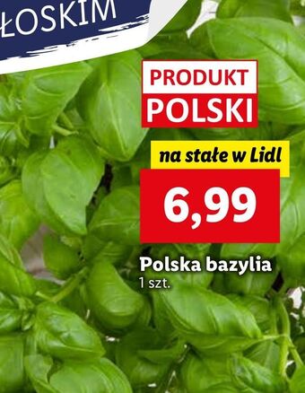 Lidl Bazylia oferta