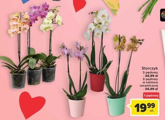 Carrefour Storczyk 2-pędowy oferta