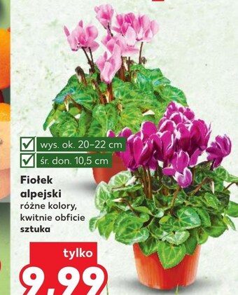 Kaufland Fiołek oferta