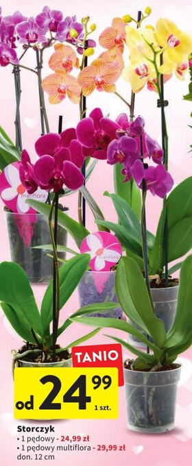 Intermarche Storczyk oferta