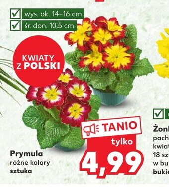 Kaufland Prymula oferta