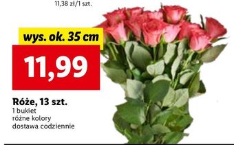 Lidl Róże 35 cm oferta