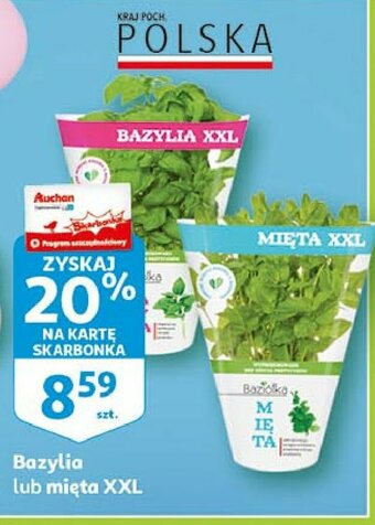 Auchan Bazylia xxl doniczka 1 SZT oferta