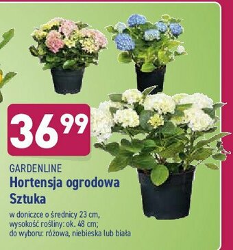 ALDI Hortensja don. 23 cm 1 SZT oferta