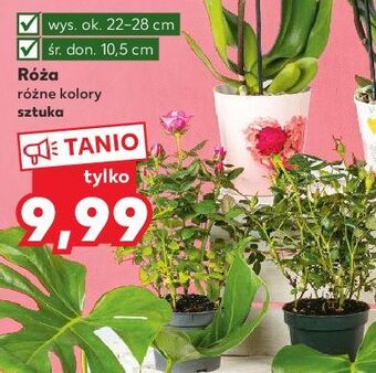 Kaufland Róża 10.5 cm oferta
