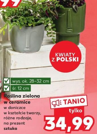 Kaufland Roślina zielona w ceramicznej doniczce oferta