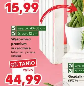 Kaufland Wężownica 12 cm oferta