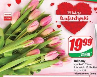Dino Tulipany 35 cm oferta