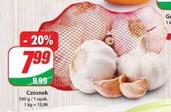 Dino Czosnek oferta