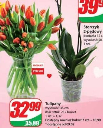 Dino Tulipany 35 cm oferta