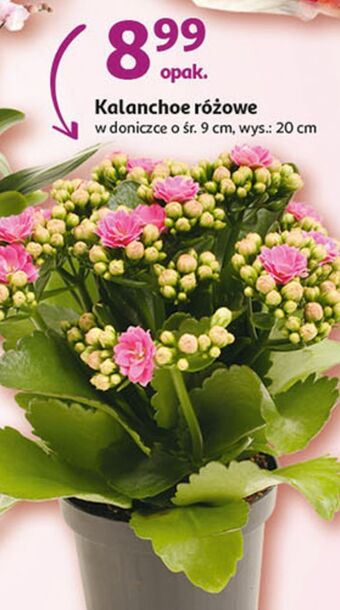 Auchan Kalanchoe różowe oferta