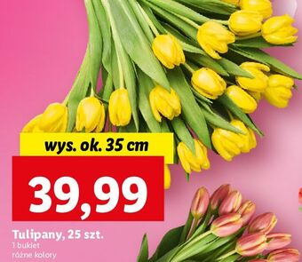 Lidl Tulipany 35 cm oferta