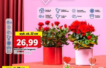 Lidl Róża różowa oferta