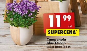 Biedronka Campanula blue ocean oferta