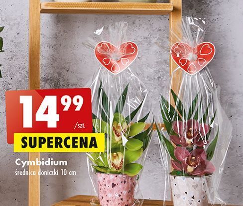 Promocja Cymbidium w Biedronka