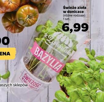 Netto Świeże zioła w doniczce oferta