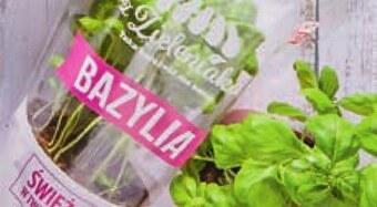 Netto Bazylia w doniczce oferta