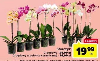 Carrefour Storczyk 1-pędowy oferta