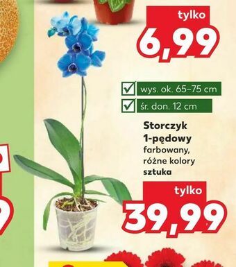 Kaufland Storczyk 1-pędowy oferta