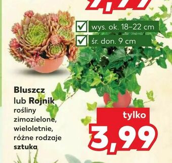 Kaufland Bluszcz lub Rojnik oferta