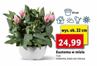 Lidl Eustoma w misie oferta