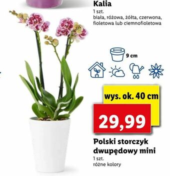 Lidl Polski storczyk dwupędowy mini oferta