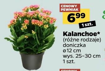 Netto Kalanchoe oferta