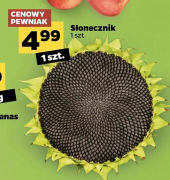 Netto Słonecznik oferta