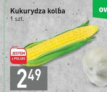 Stokrotka Kukurydza kolba oferta