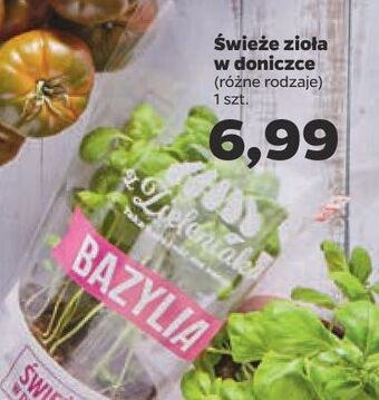 Netto Bazylia z zieleniaka netto oferta