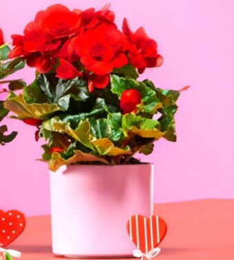 Lidl Begonia oferta