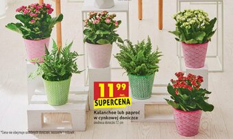 Biedronka Kalanchoe w cynkowej doniczce 1 SZT oferta