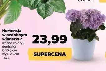 Netto Hortensja w ozdobnym wiaderku oferta