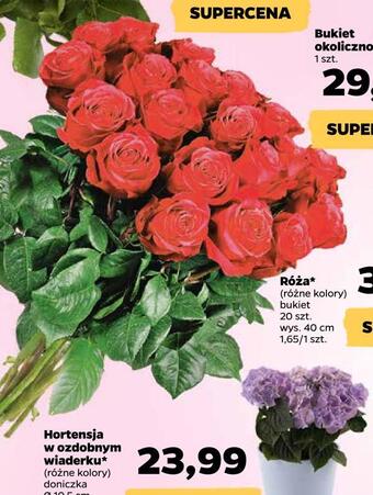 Netto Róża oferta