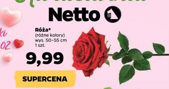 Netto Róża oferta